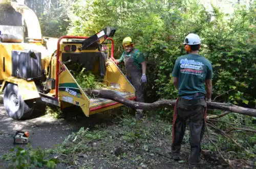 tree services Newport Beach